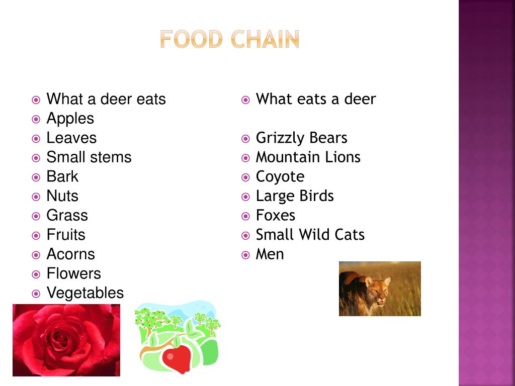 Tailed Deer PowerPoint Presentation, free download Biology Diagrams