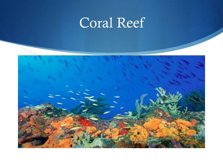 PPT - Biome Coral Reefs PowerPoint Presentation - ID:2860969