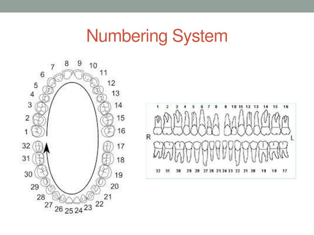 What Is The Universal Numbering System at Robert Govea blog