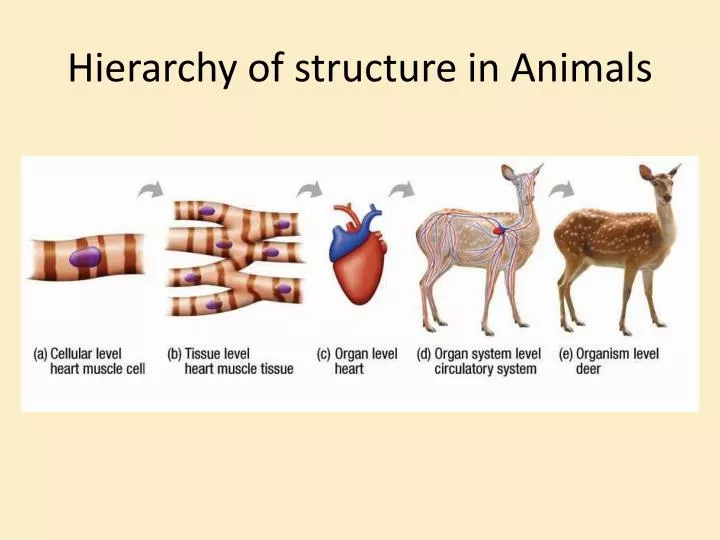 PPT Hierarchy of structure in Animals PowerPoint Presentation, free