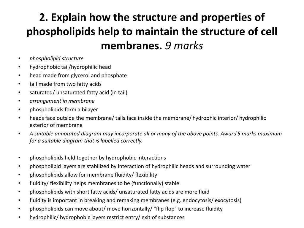 Importance Of Phospholipids In The Cell Membrane لم يسبق له مثيل