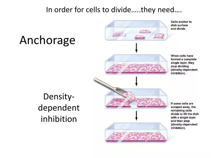 What Is Density Dependent Inhibition Know It Info