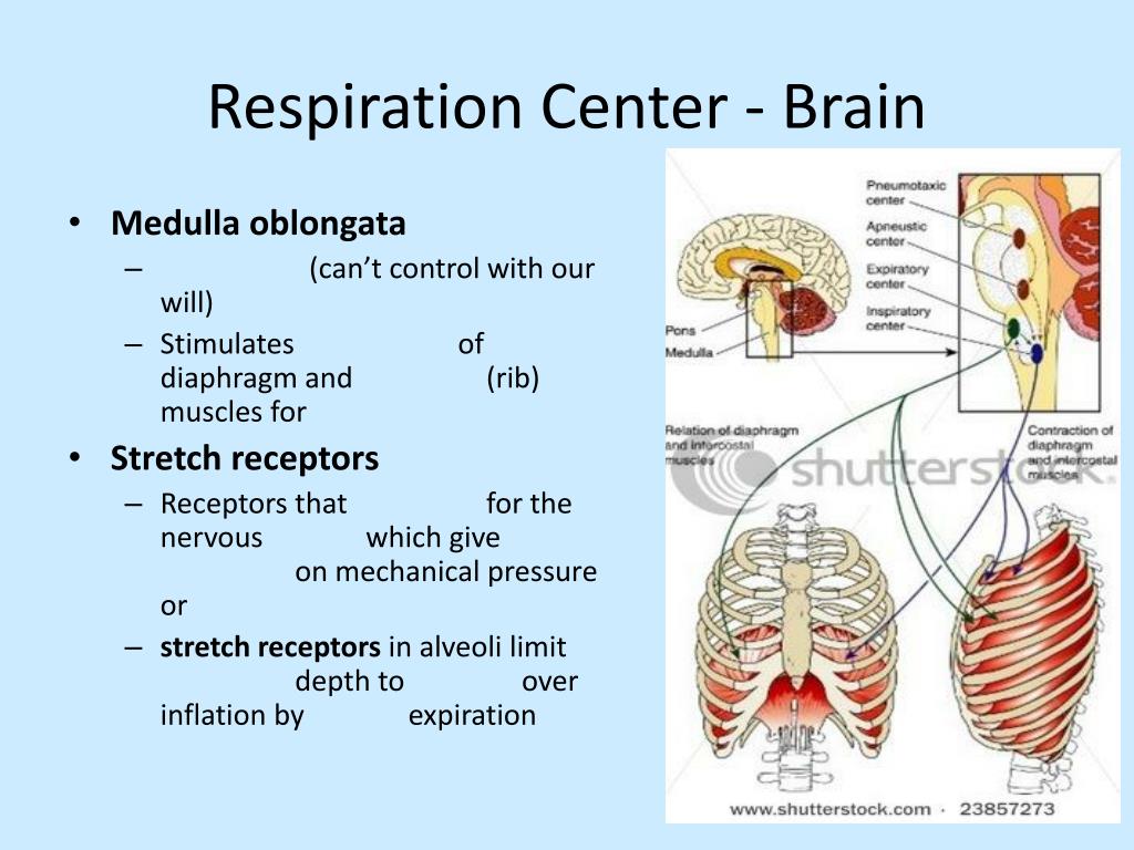 PPT - The Respiratory System PowerPoint Presentation, free download