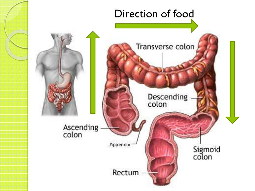does food travel through the small intestine first
