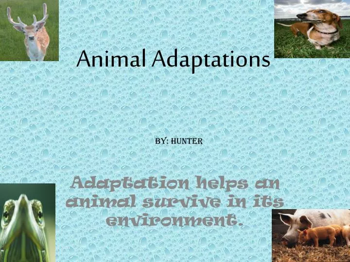 PPT - Animal Adaptations PowerPoint Presentation, free download - ID:2867302 PPT - Animal Adaptations PowerPoint Presentation, free download - ID:2867302