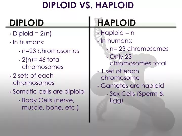 DIPLOID VS. HAPLOID PowerPoint Presentation, free download Biology Diagrams