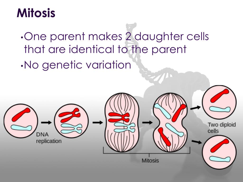 Ppt Diploid Vs Haploid Powerpoint Presentation Free Biology Diagrams