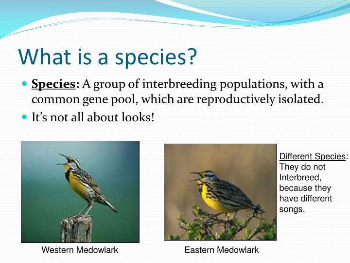 PPT - 4.1.1 Biodiversity PowerPoint Presentation - ID:2868160