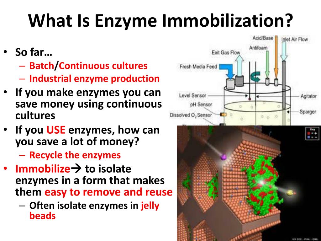 PPT Immobilizing Enzymes PowerPoint Presentation, free download ID