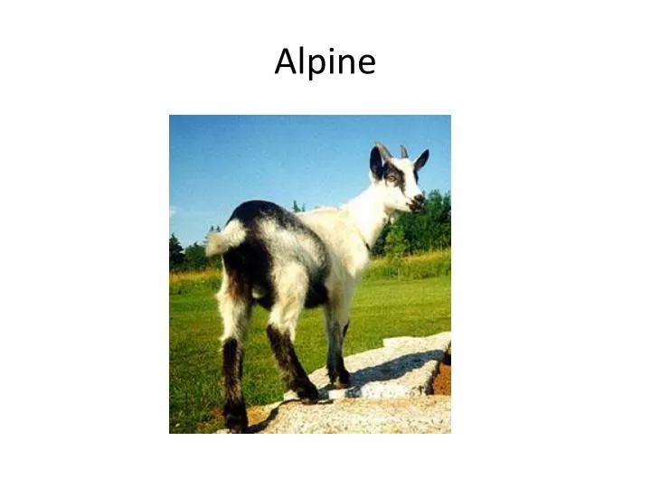 alpine n.