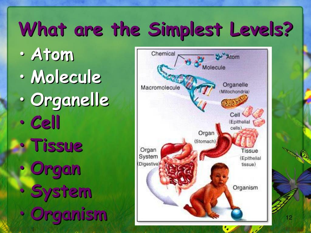 ppt-ecology-introduction-me-23-slides-what-is-ecology-powerpoint