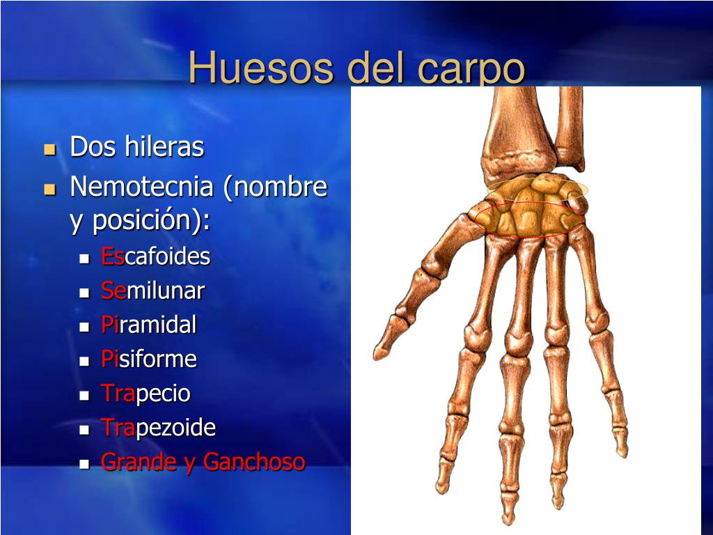 Huesos Del Carpo