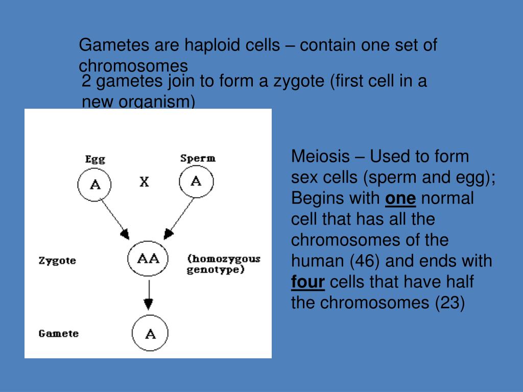 PPT - Understanding Meiosis and Sexual Reproduction PowerPoint ...