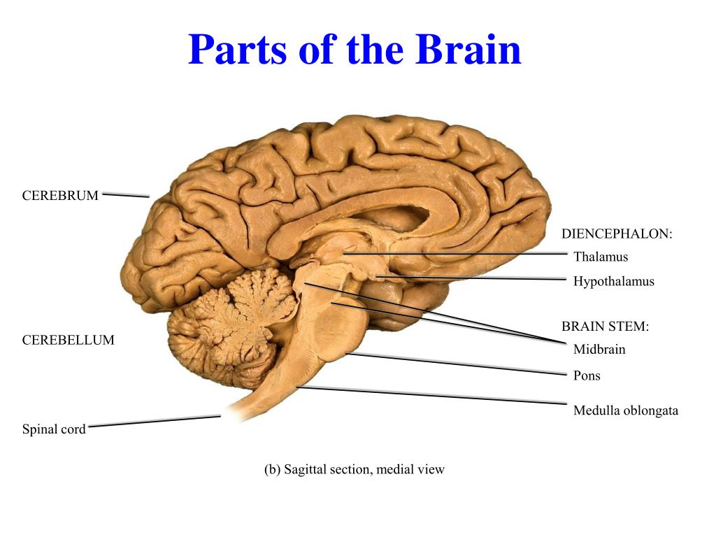Brain tasks. Brain Cerebrum cerebellum. Parts of the Brain. Physical structure of the Human Brain. Human Brain Parts.