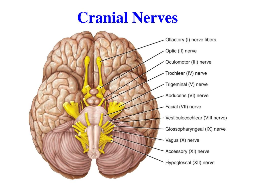 Место выхода нерва из мозга. Черепные нервы на основании головного мозга. Отводящий нерв анатомия мозг. Отводящий нерв место выхода из мозга. Выход черепно-мозговых нервов на основание мозга.