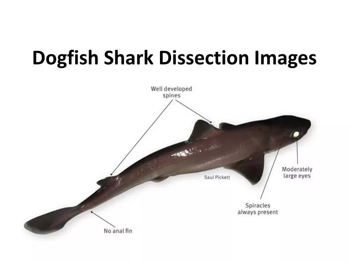 PPT - Dogfish Shark Dissection Images PowerPoint Presentation, free