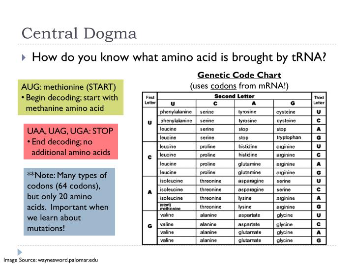 PPT - Central Dogma PowerPoint Presentation - ID:2873212