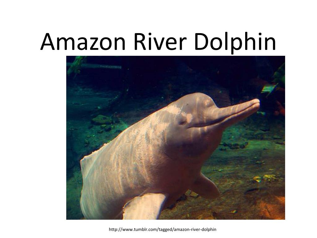 Ppt Amazon River Dolphin Powerpoint Presentation Free Download Id