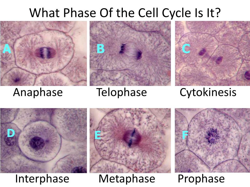 PPT - Cell Cycle Notes Cell Division — process by which a cell divides ...