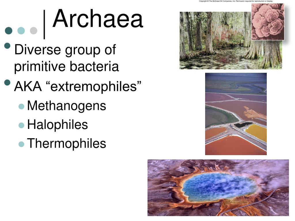 PPT - Introduction to Prokaryotes and Eukaryotes PowerPoint