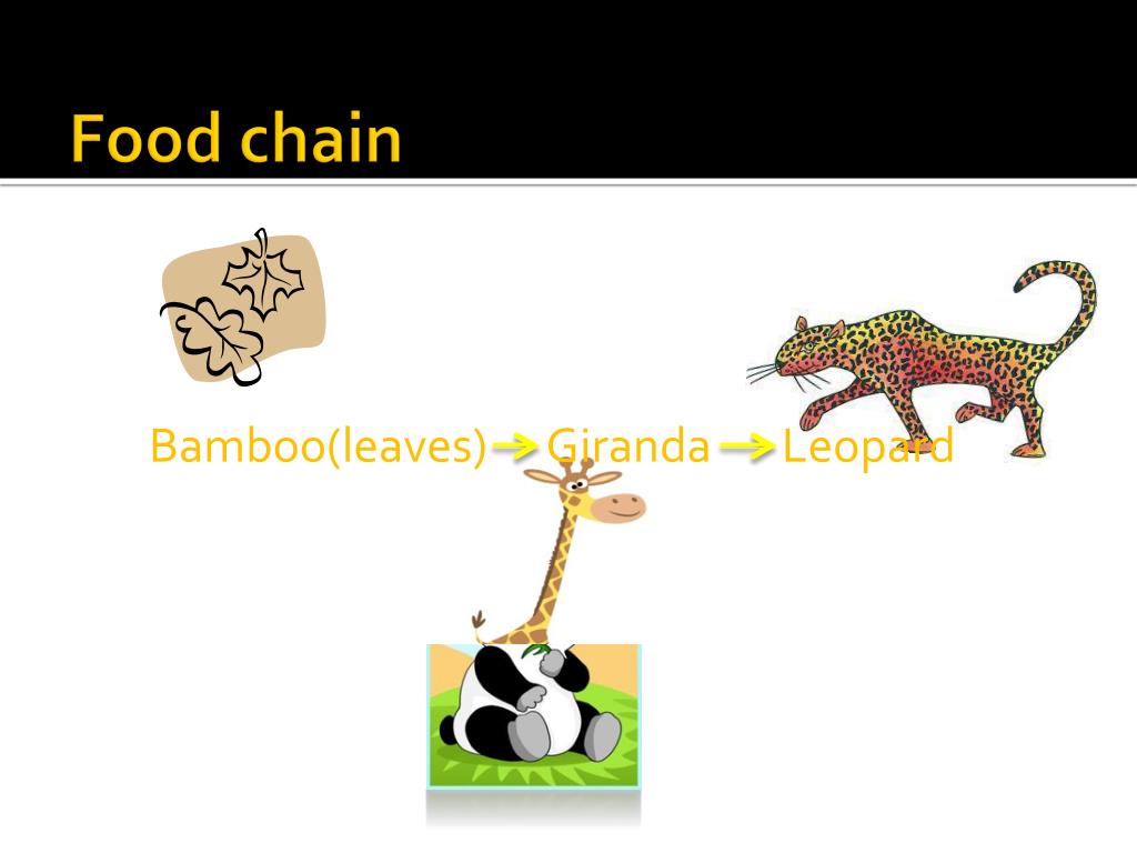 Giraffe Panda GIRANDA PowerPoint Presentation free Biology Diagrams