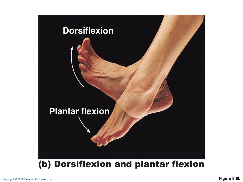 I said right foot текст. Дорсифлексия. Дорсифлексия стопы. Plantar flexion. Дорсифлексия пальца.