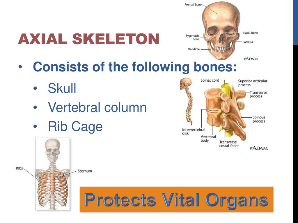 PPT - Bones PowerPoint Presentation, free download - ID:2881046