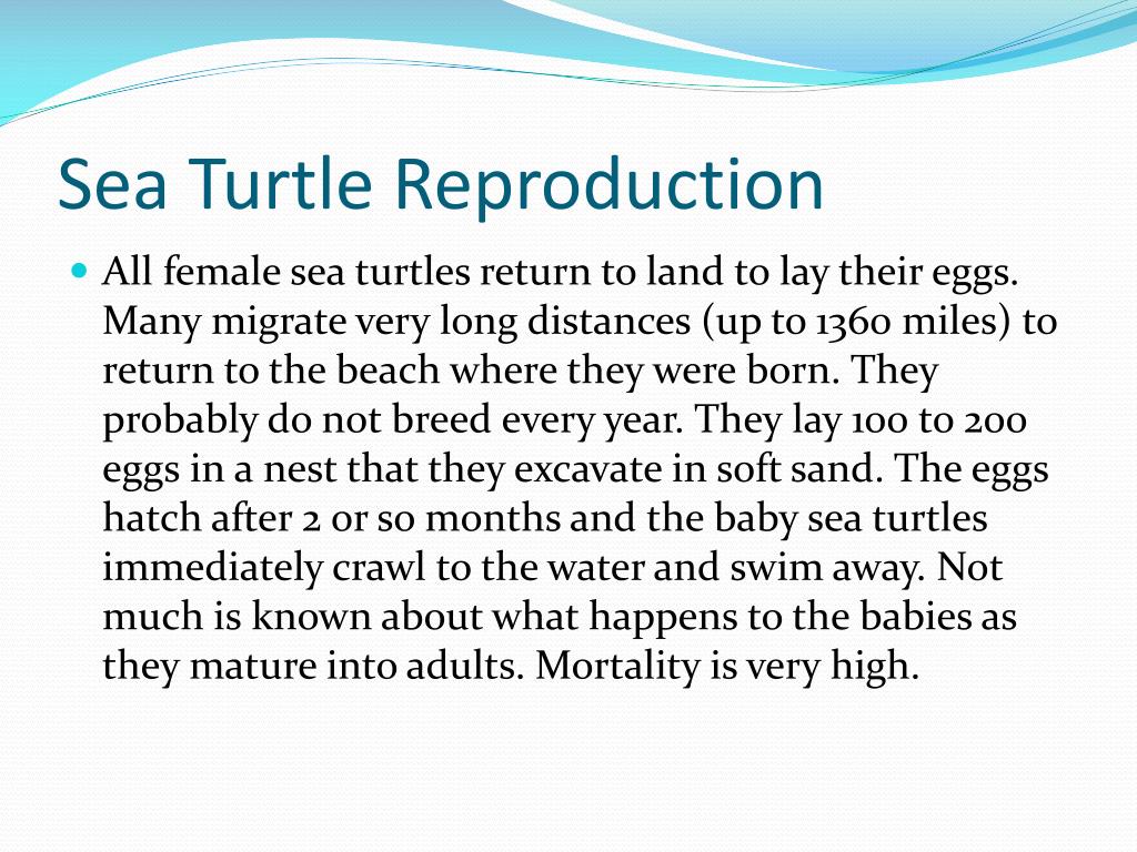 PPT - Marine Reptiles, Birds and Mammals PowerPoint Presentation, free ...