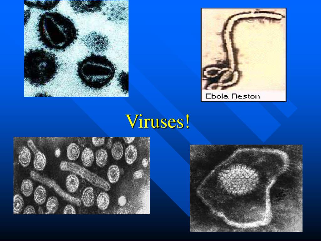 Virus 9. Вирус n7n9 что это. Вирус n5 n7. N7n9 что за вирус.