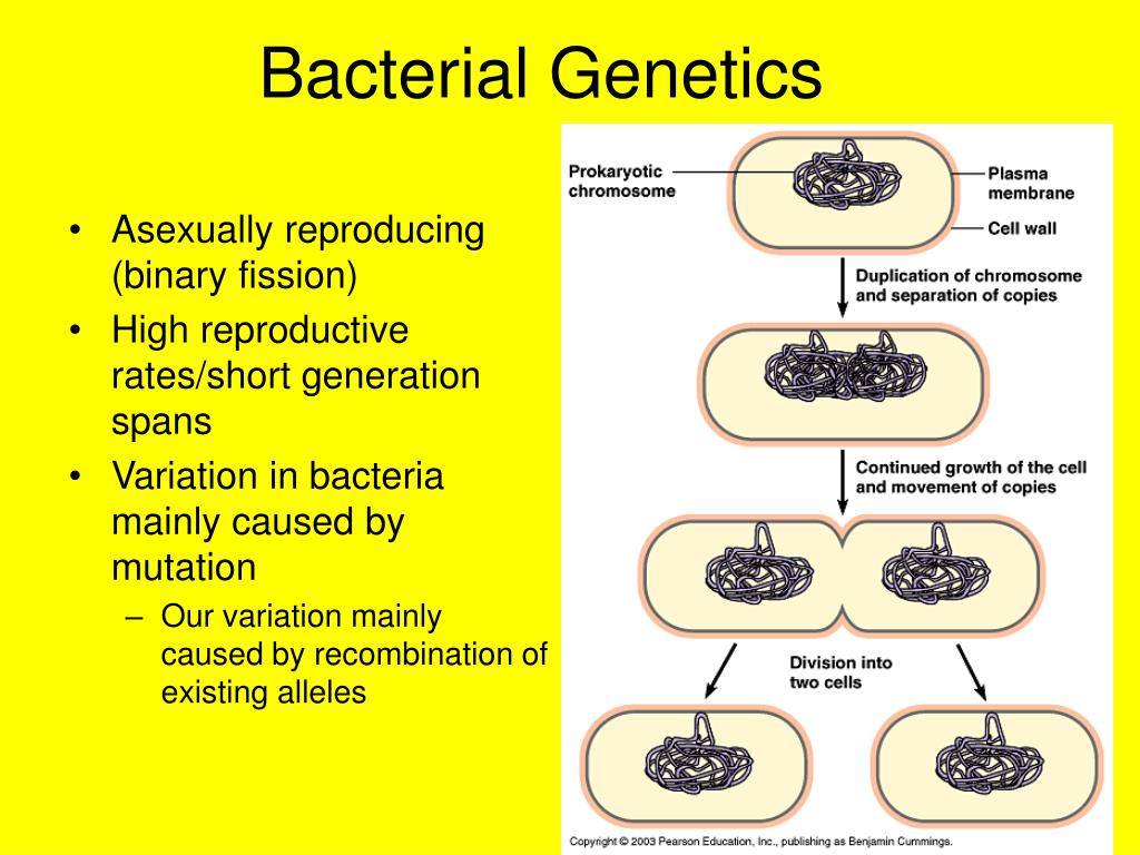 PPT - Bacterial Genetics PowerPoint Presentation, free download - ID