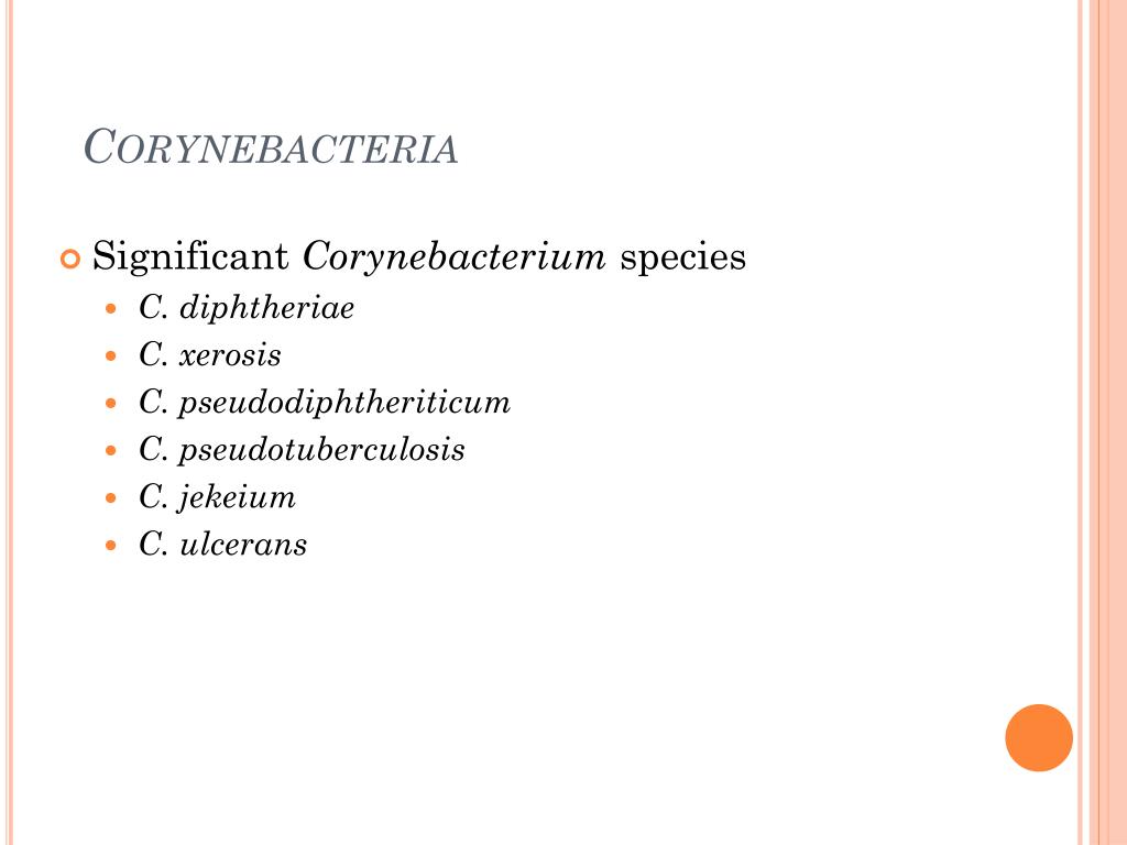corynebacterium xerosis colony morphology