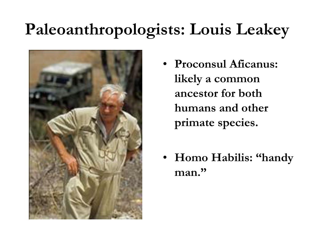 PPT - Paleoanthropology PowerPoint Presentation, free download - ID:2885199