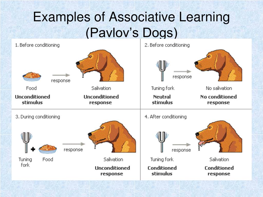 Ppt animal behaviour powerpoint presentation free download id 2885264
