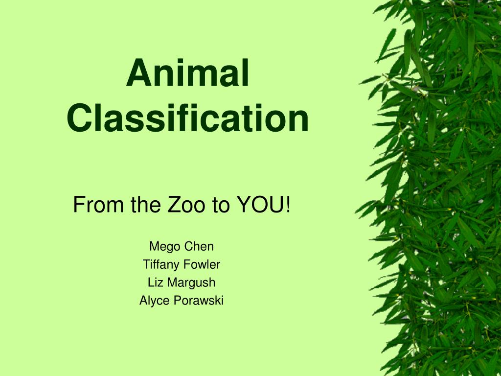 PPT - Animal Classification PowerPoint Presentation, free download -  ID:2885377
