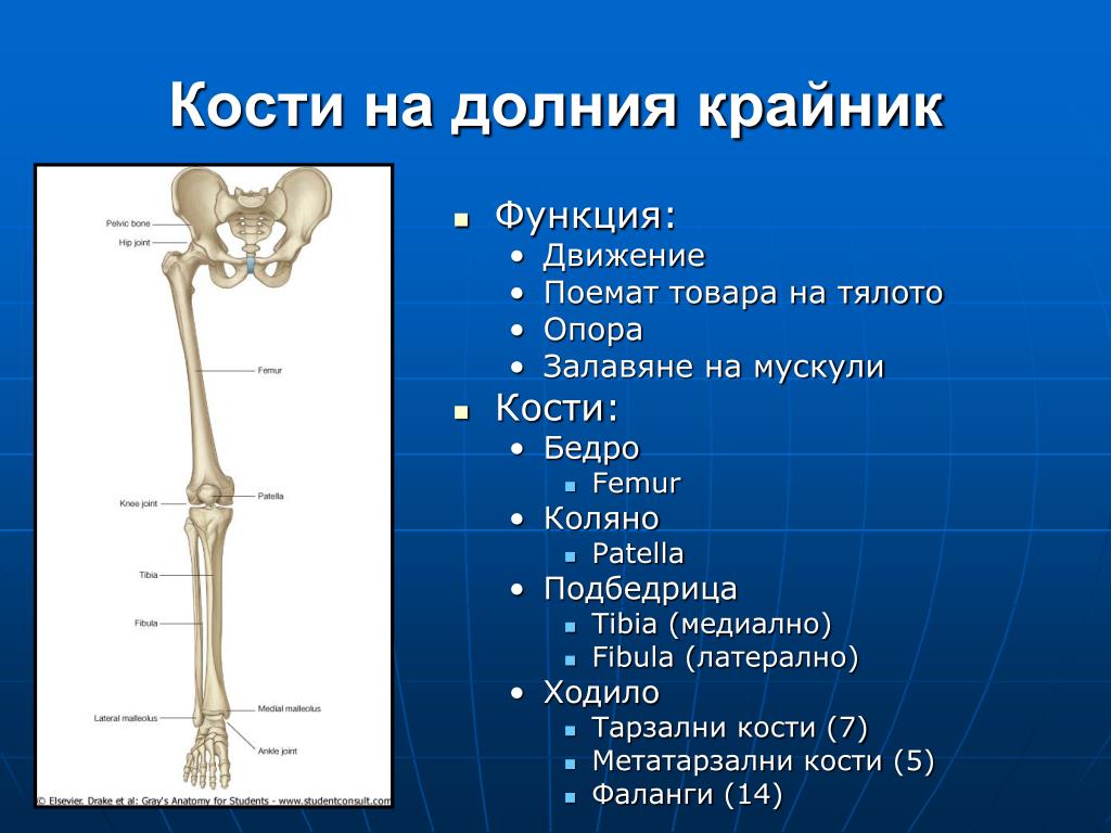 Сколько костей в бедре. Образования бедренной кости. Кости голени относятся к костям. Модель бедренной кости. Анатомия бедренной кости рентген.