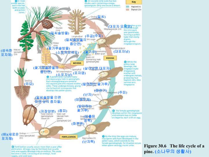 PPT 30.1 The reduced gametophytes of seed plants are protected in