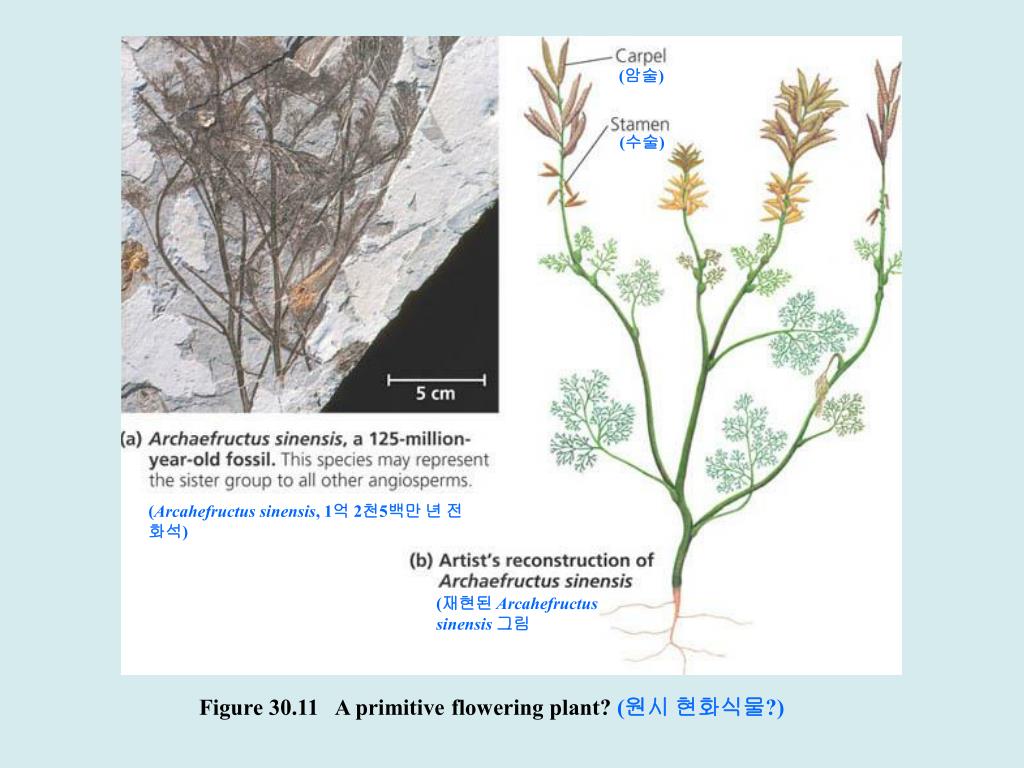 PPT 30.1 The reduced gametophytes of seed plants are protected in