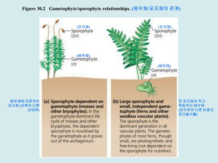 PPT 30.1 The reduced gametophytes of seed plants are protected in
