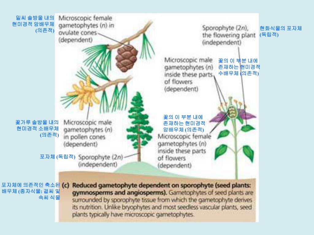PPT 30.1 The reduced gametophytes of seed plants are protected in