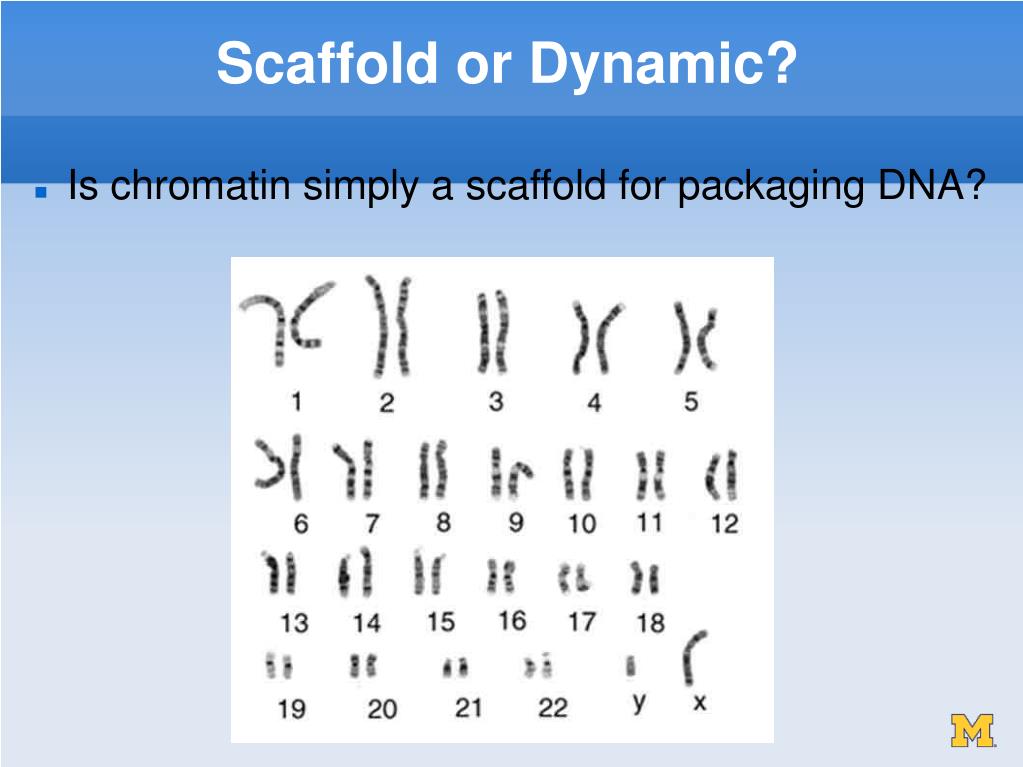 chromosomal scaffold meaning