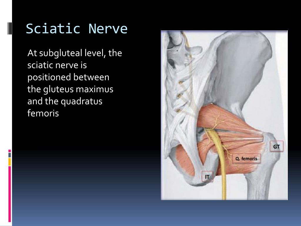 PPT Lower Extremity Neuroanatomy PowerPoint Presentation Free 