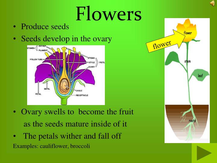 PPT Plant Parts PowerPoint Presentation ID2911514