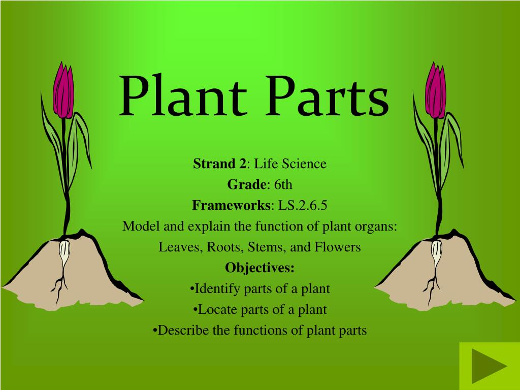 plant presentation