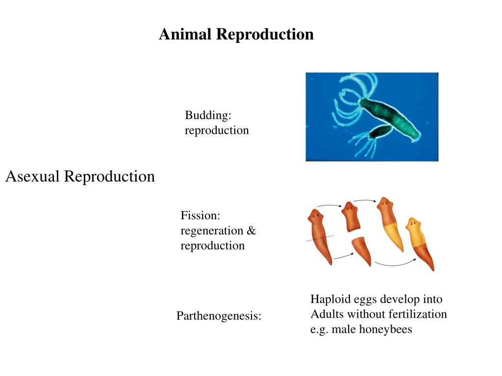  Parthenogenesis  in honey  bees ppt Powerpoint 