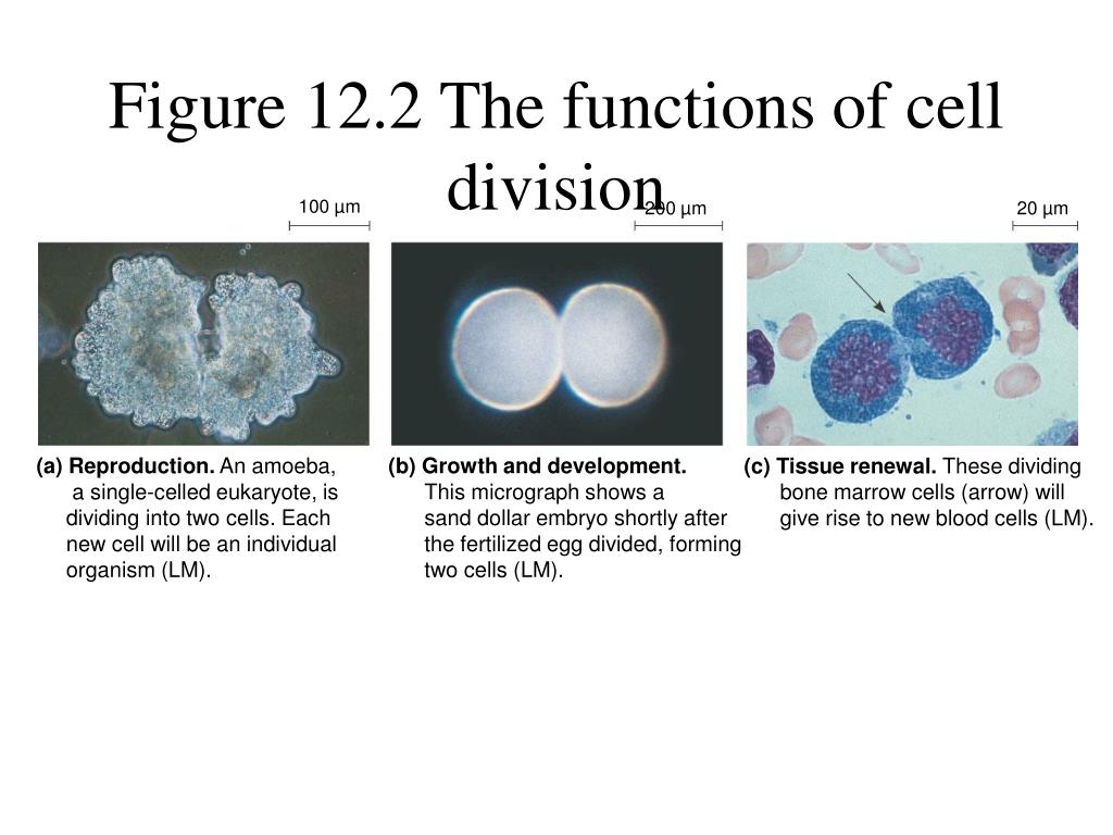 ppt-chap-12-cell-cycle-powerpoint-presentation-free-download-id