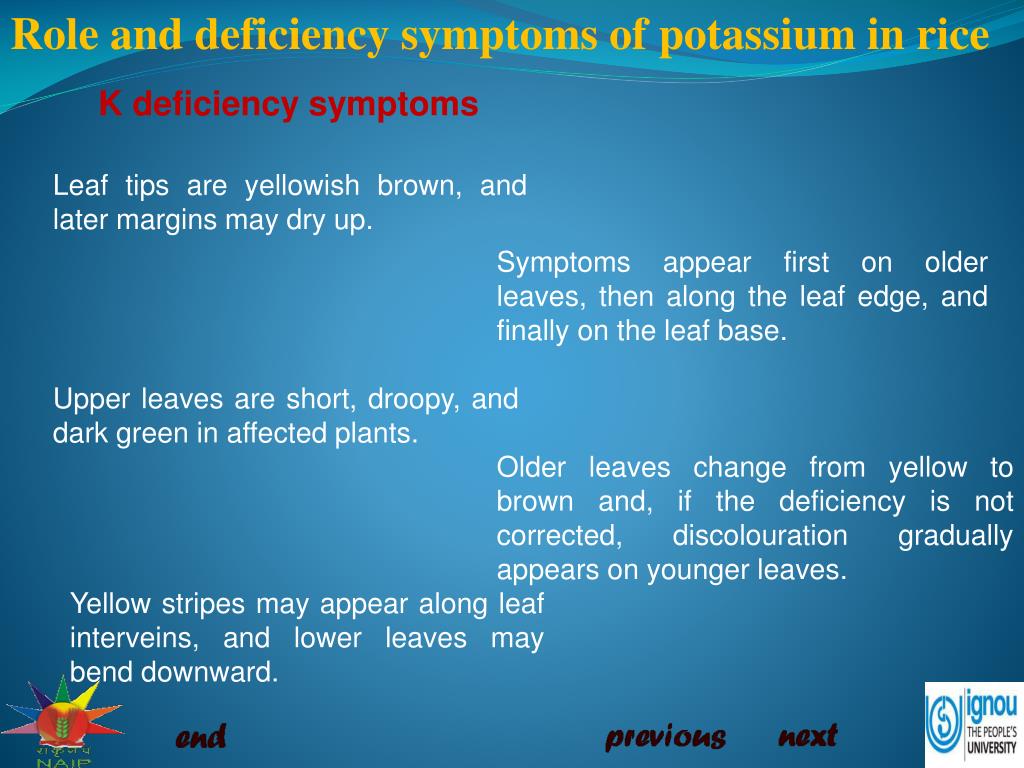 PPT - Role and deficiency symptoms of potassium (K) in rice PowerPoint ...