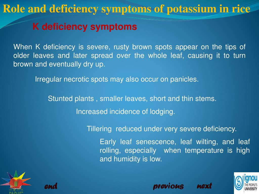 PPT - Role and deficiency symptoms of potassium (K) in rice PowerPoint ...