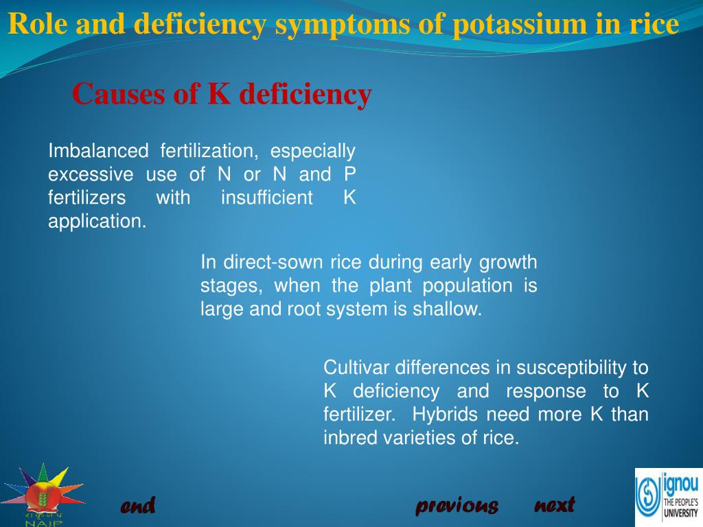 PPT - Role and deficiency symptoms of potassium (K) in rice PowerPoint ...