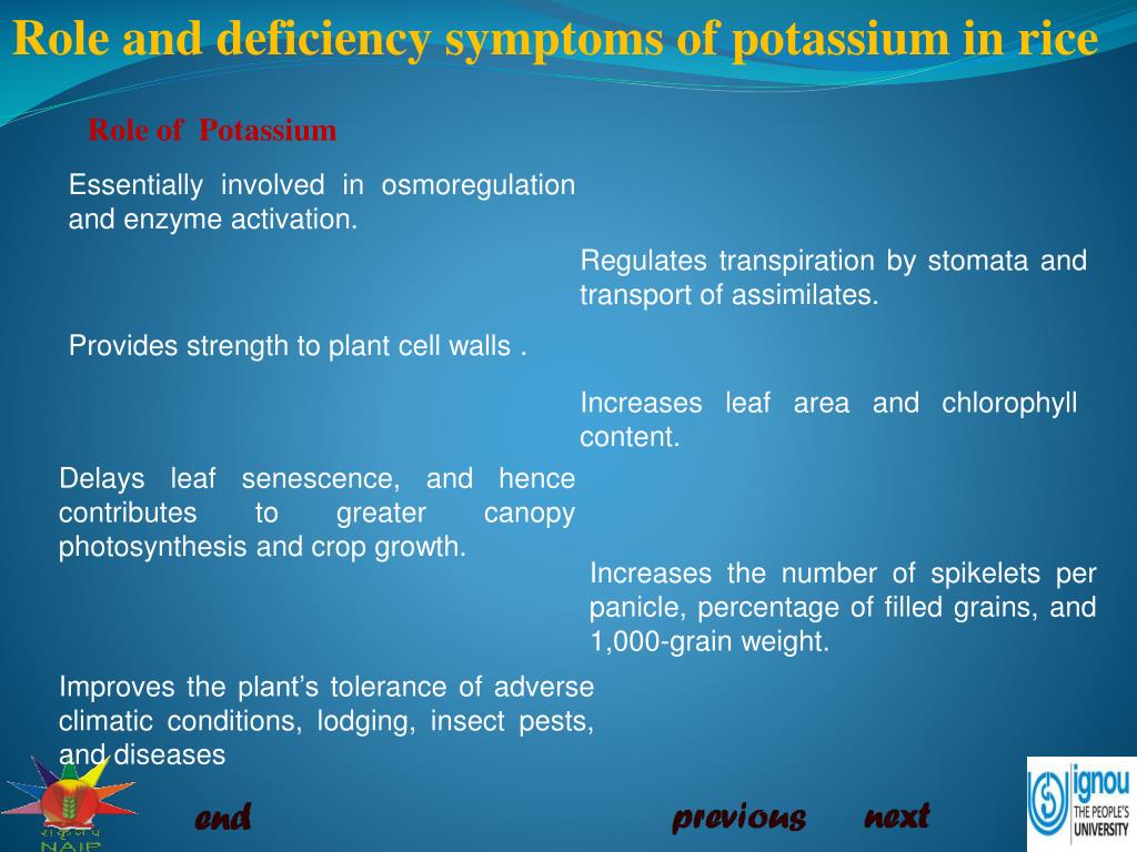 PPT - Role and deficiency symptoms of potassium (K) in rice PowerPoint ...