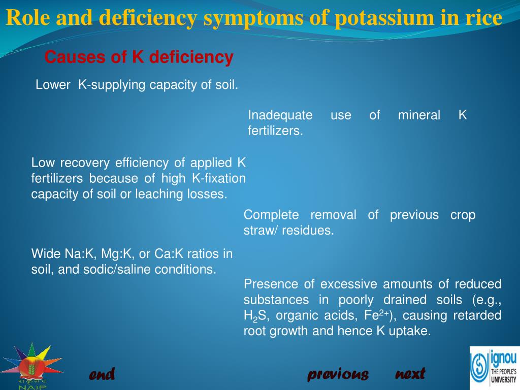 PPT - Role and deficiency symptoms of potassium (K) in rice PowerPoint ...